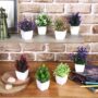 amazon basics Artificial Plants with Pot|Realistic Looking| Multi Variety |Durable Plastic | No Maintenance | Home Decor | Dimensions: 5 cm X 13 cm (Pack of 8)